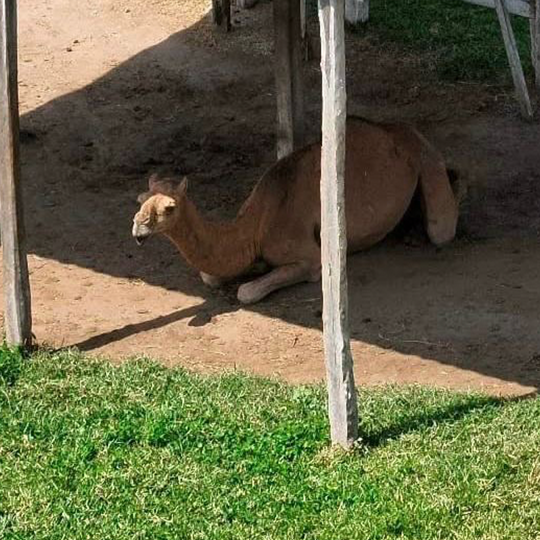 Profepa Identifica Más de 130 Animales Durante Cateo en el Sur de Tamaulipas